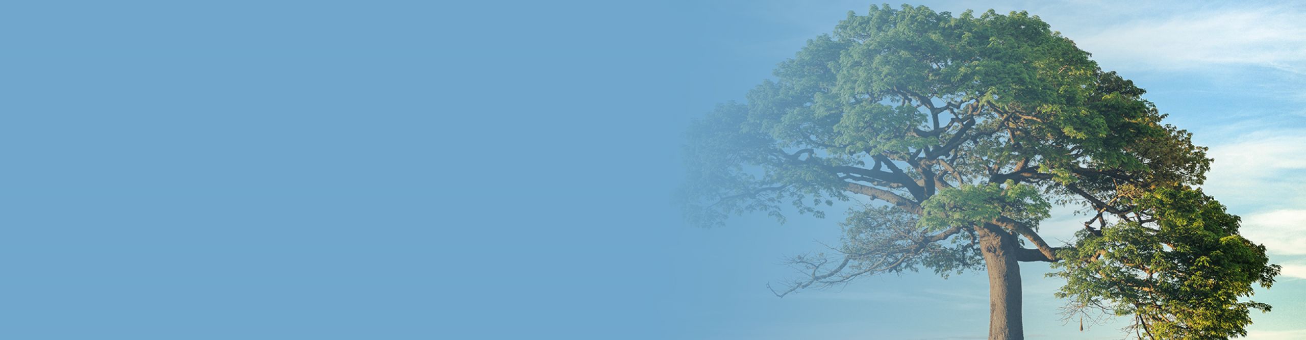 Umweltschutz und Webhosting